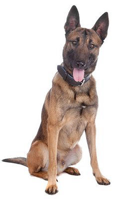 Difesa Malinois