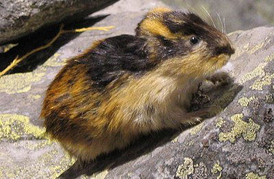 Difesa Lemming