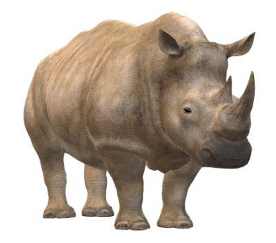 Apertura Rinoceronte